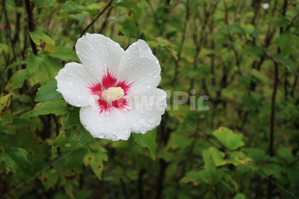 무궁화,꽃,식물,나라꽃,국화,흰색,백색,백단심,품종,flower,식물,자연,plants,nature,꽃,flower