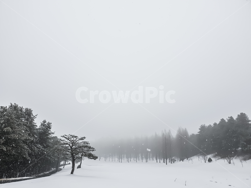 눈,함박눈,나무,안개,겨울,겨울,계절,winter,season,자연,풍경,nature,landscape,tree,plant,식물,fir,전나무