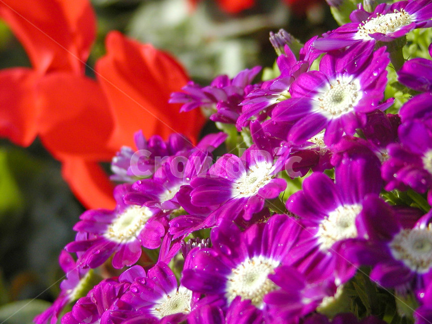 시네라리아,시네라리아꽃,식물,flower,blossom,plant,꽃,봄꽃,화분