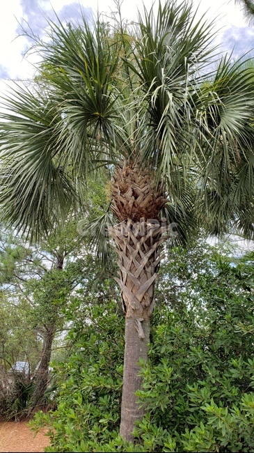 야자수,나무,여름,바다,초록색,식물,자연,야자,나뭇잎,tree,nature