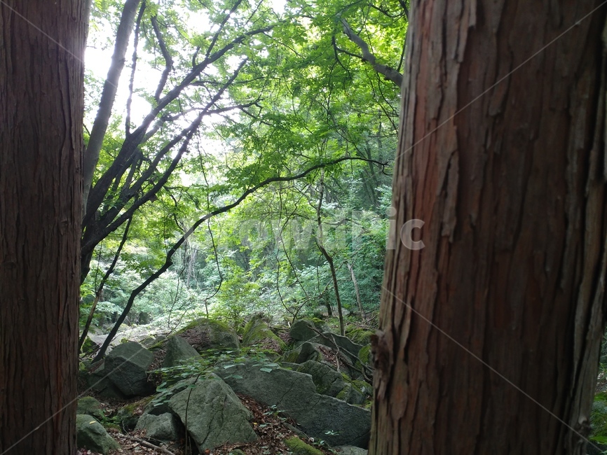 편백,편백숲,숲,식물,편백나무,측백나무과,구과목,상록침엽교목,chamaecyparisobtusa,자연,풍경,nature,landscape,tree,나무,plant,tree trunk,나무 줄기