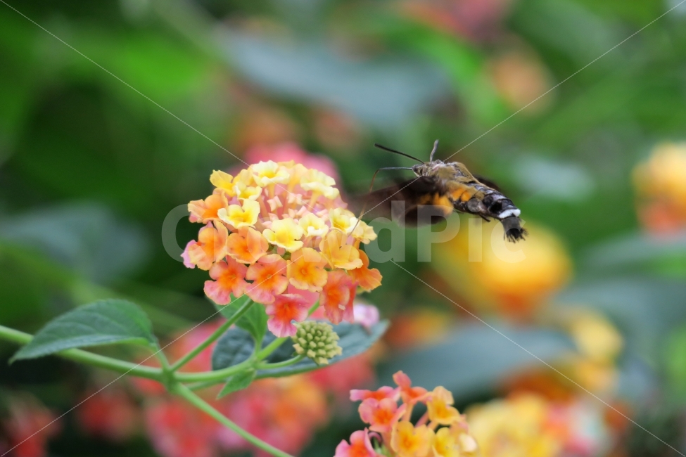 나방,벌새,꿀,꽃,곤충,벌레,벌,확대,야생,식물,자연,plants,nature,꽃,flower,동물,animal,조류,새,birds
