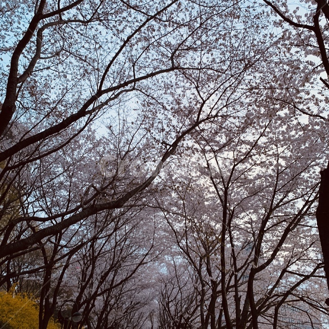 벚꽃,석촌호수,벚나무,하늘,감성