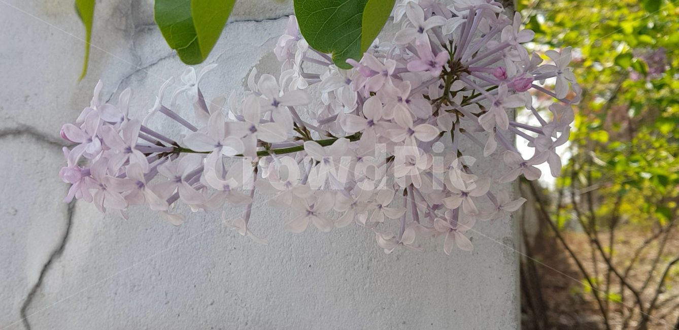 봄,blossom,flower,식물,plant,꽃,nature,자연,서양수수꽃다리