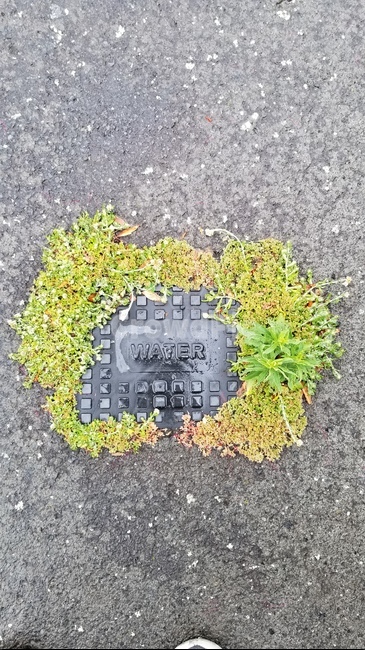 water,plant,식물,road,waterwithplant,아스팔트,greenplant