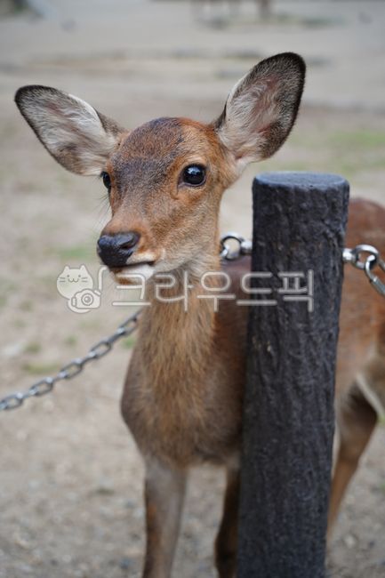 deer,animal,national park,japan deer park,roe deer,deer park,park,cute,japan,goral,deer,nara,animal,japan