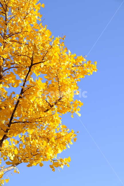 plant,maple,단풍,식물,leaf,잎,tree,나무,은행,은행나무,하늘,가을
