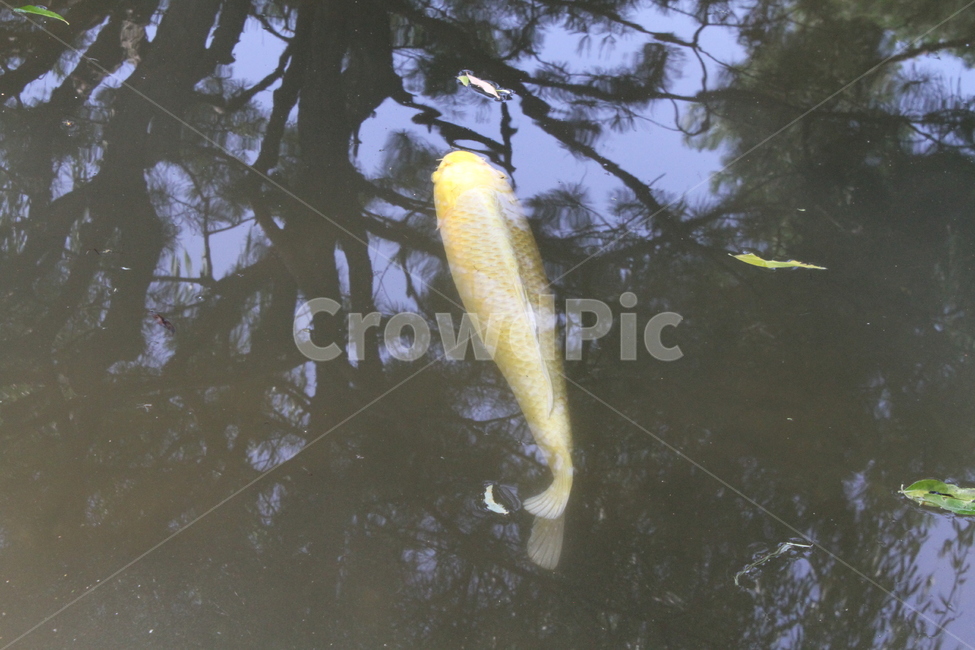 잉어,물고기,민물고기,carp,담수어,동물,animal,어류,물고기,fish