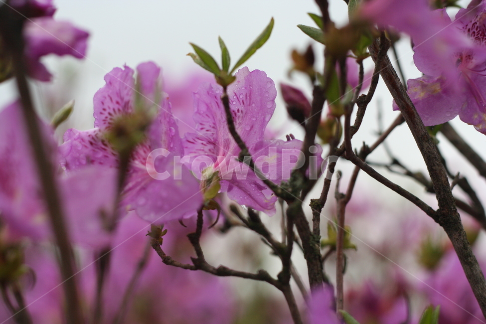 봄,비,봄비,철쭉,사랑의기쁨,봄,계절,spring,season,식물,자연,plants,nature,꽃,flower,plant,blossom,geranium,제라늄