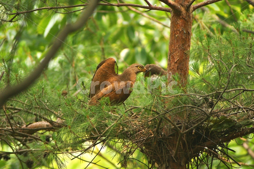 왕새매,육추,둥지,맹금류,새,동물,animal,조류,새,birds