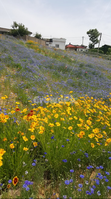 outdoors,언덕,들,들꽃,nature,plant,식물,꽃밭,감성사진,봄향기가득