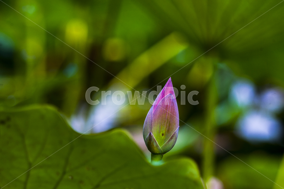 sprout,새싹,plant,식물,bud,싹,flower,꽃,blossom,연,연봉우리,연잎,식물,자연,plants,nature,꽃,flower