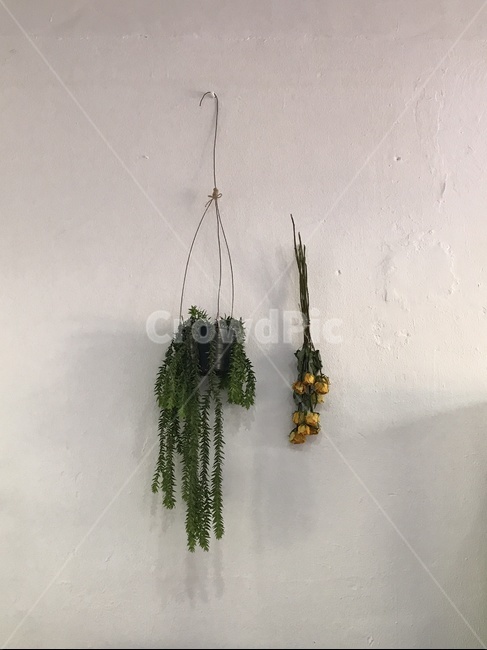 꽃,장미,예쁜장미,예쁜꽃,rose,flower