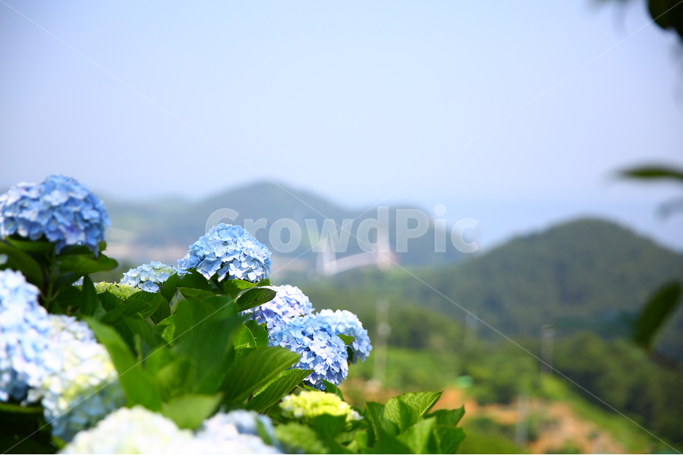 통영,연화도,수국,바다,용머리,용머리해안,출렁다리,해안,식물,자연,plants,nature,꽃,flower