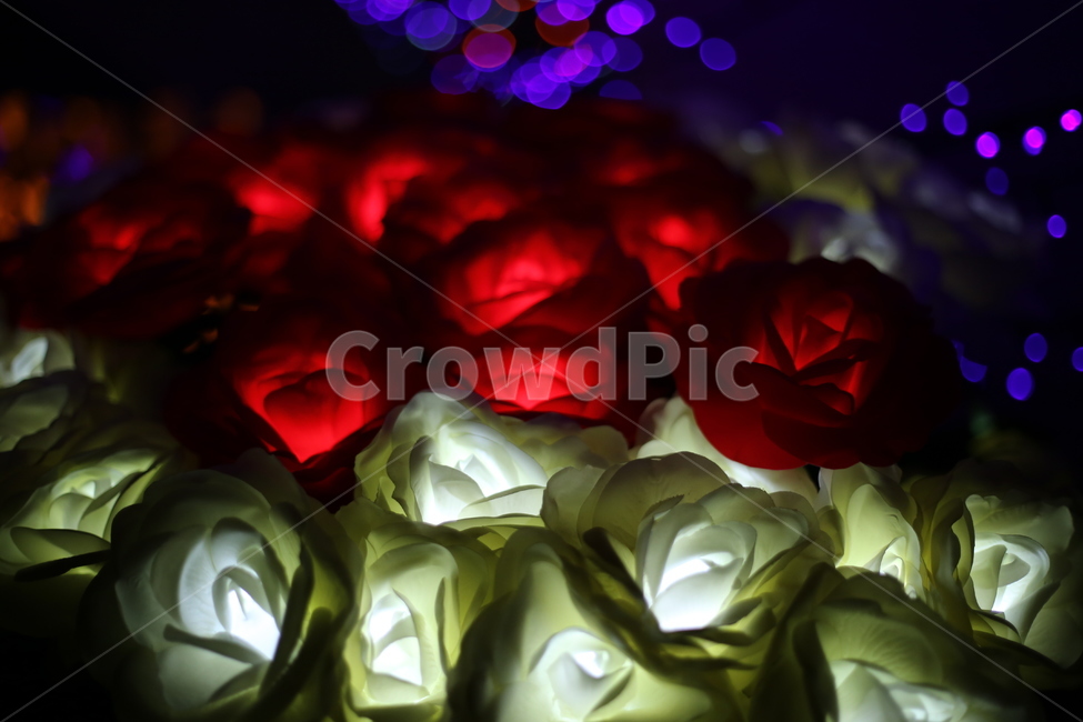 장미,꽃,야경,조명,식물,조화,바탕화면,야경,밤,풍경,nightscape,night,landscape,꽃,flower