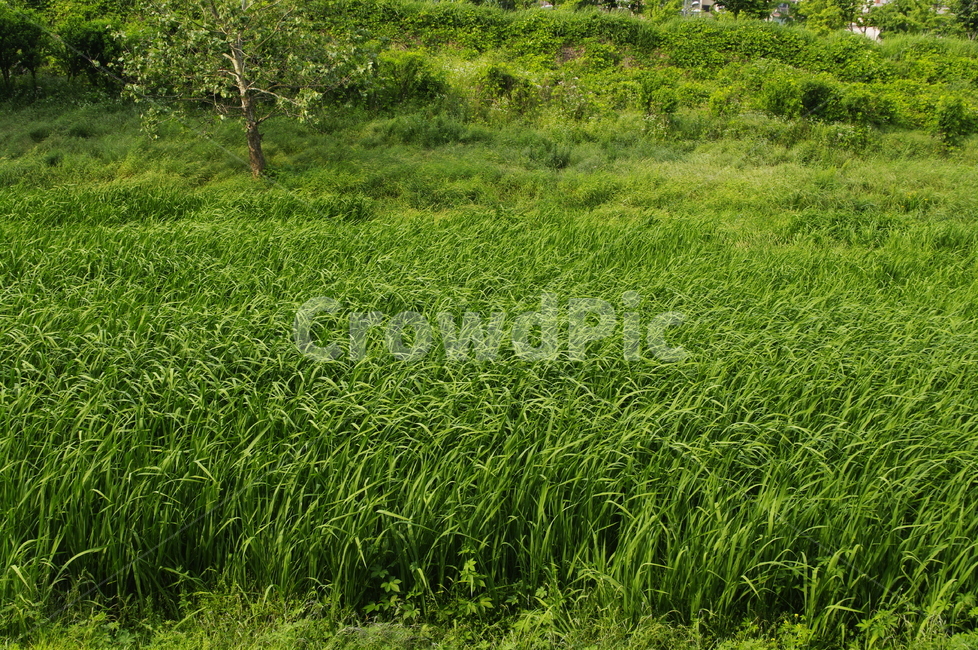 초록,잎,나무,식물,plant,자연,nature