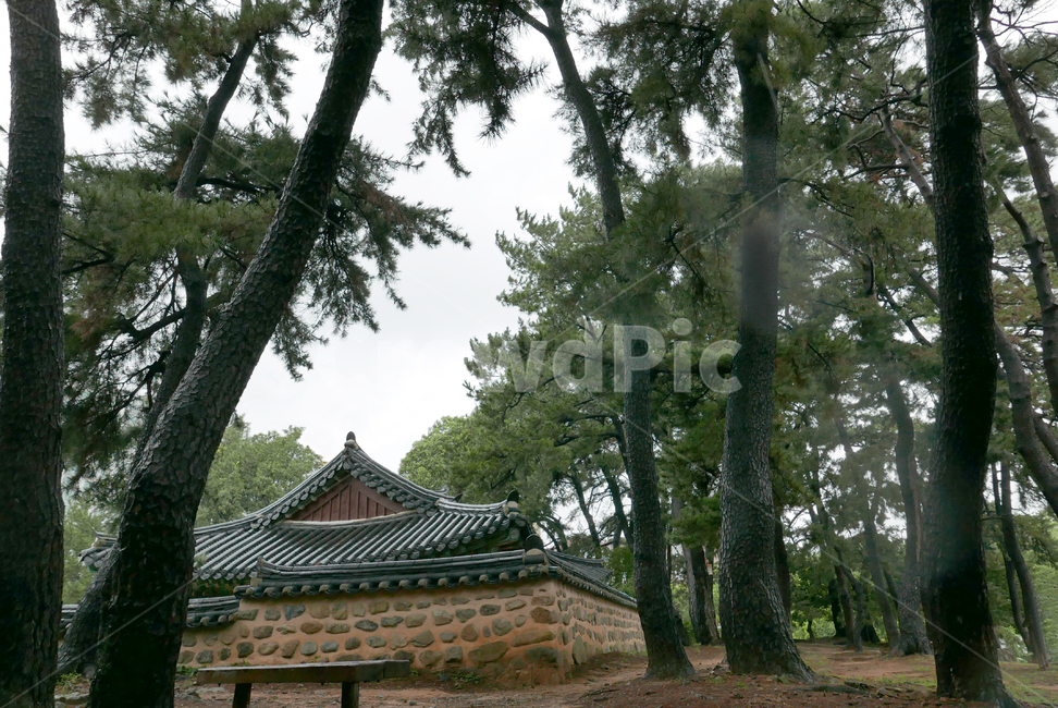 기와,돌담,소나무,나무,사적지,자연,traditional,culture,tree,nature