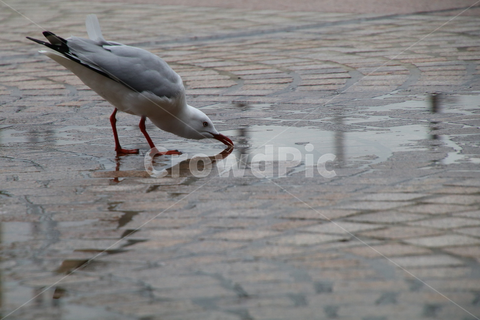 갈메기,고인빗물,갈증,새,자연,비,동물,animal,조류,새,birds,비,비오는날,rain,rainy
