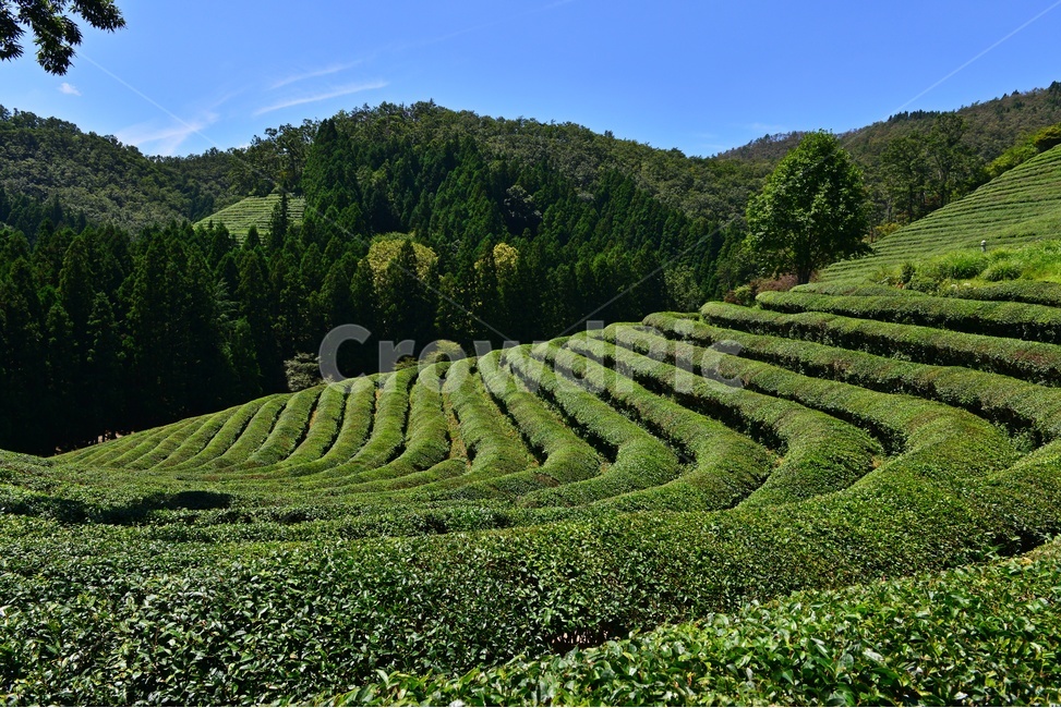 plant,식물,nature,자연,outdoors,옥외,경치,경관,풍경,보성,대한다원,다원,녹차밭,차밭,녹차,녹차잎,패턴,자연,풍경,nature,landscape