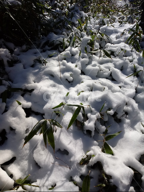 겨울,눈,자연,옥외,식물,snow