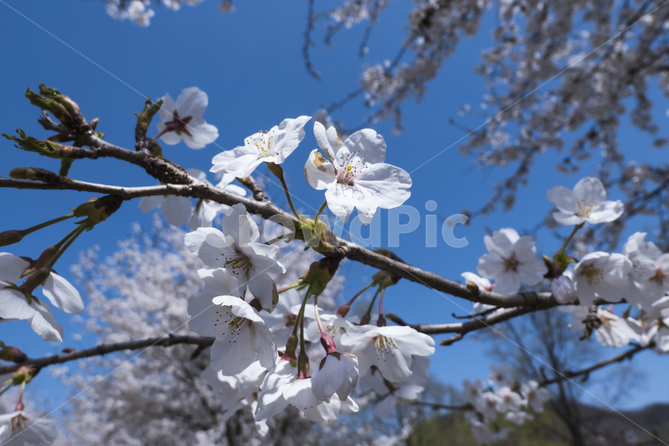 벚나무,벚꽃,꽃,봄,산책,산책길,여유,평화,푸른,하늘,봄,계절,spring,season,식물,자연,plants,nature,꽃,flower,plant,blossom