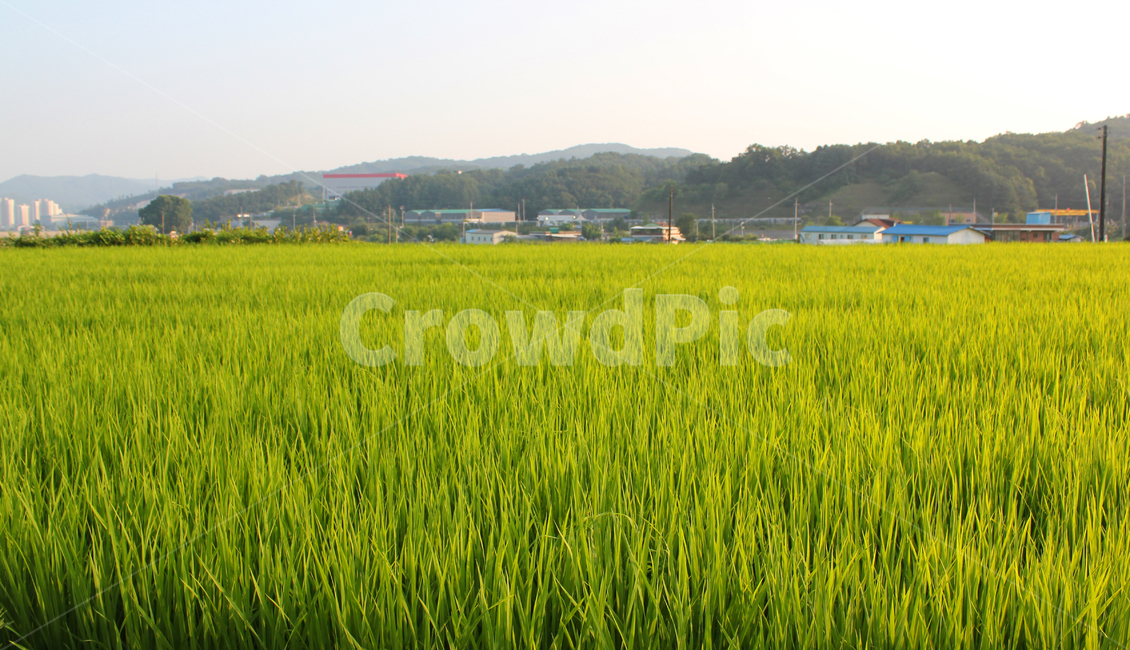 오후,논,시골,벼,산,농사,여름,asia,country,countryside,farm,farming,field,green,korea,mountain,paddy,rice,ricefield,rural,sky,summer,sunset,쌀,쌀농사,시골,마을,풍경,landscape,country,rural,town