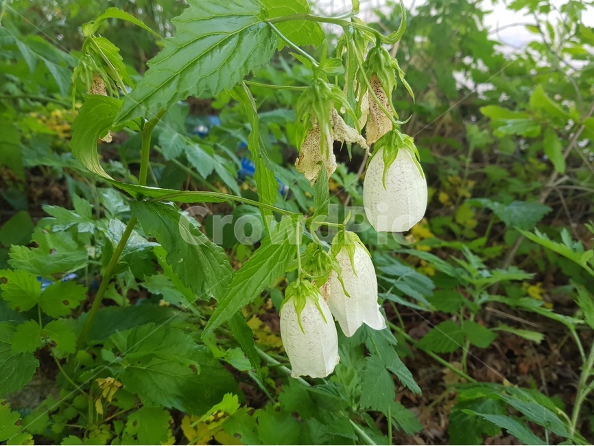 자연,식물,꽃,초롱꽃,야생화,spottedbellflower,식물,자연,plants,nature,꽃,flower