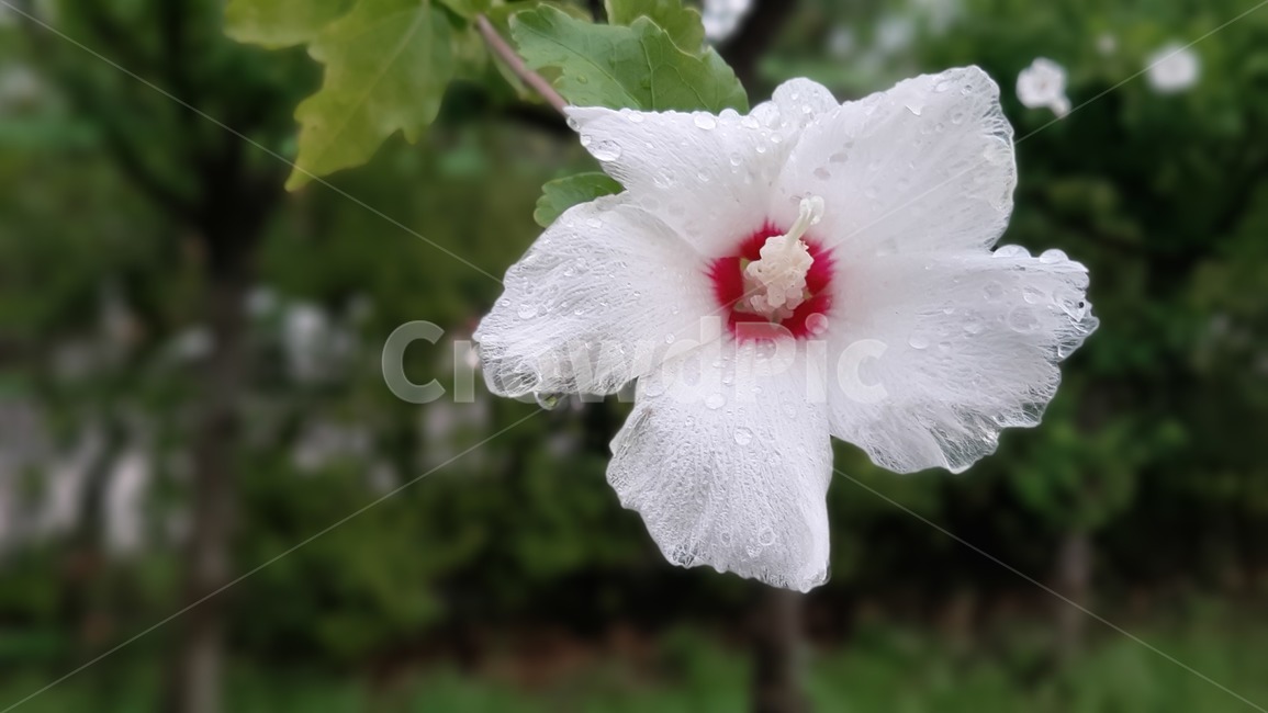 무궁화꽃,흰색무궁화,우리나라꽃,무궁화,흰색꽃,우리나라국화,무궁화나무