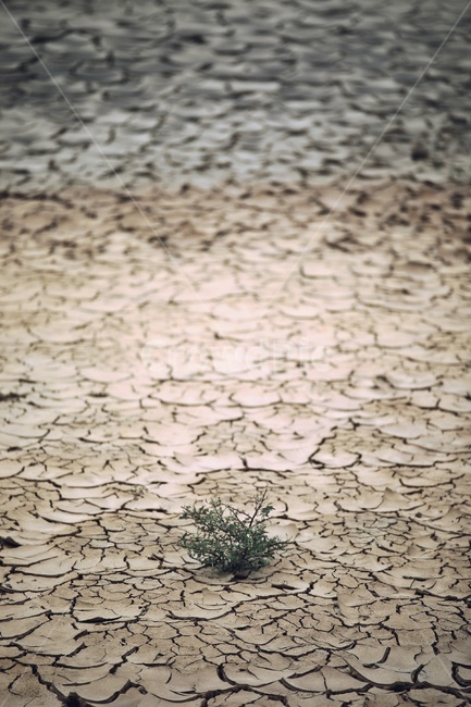 바닥,ground,식물,plant,road,모래바닥,잡초,마른땅,마른갯벌,흙