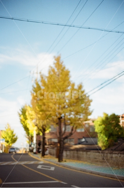 풍경,은행,노랑,은행나무,푸름,필름,필름사진,초점,가을,계절,fall,autumn,season,자연,풍경,nature,landscape,tree,나무,plant,식물