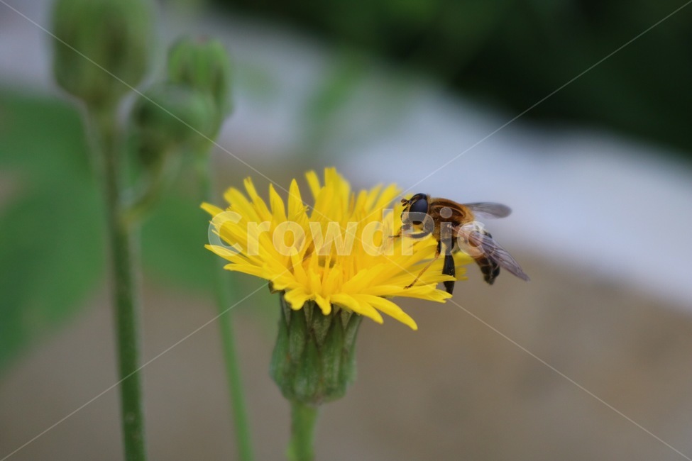 꽃,노랑,초록,자연,길,식물,flower,hana,yellow,kiiro,green,midori,nature,road,michi,plants,shokubutsu,벌,꿀벌,bee,hachi,날개,wings,tsubasa,식물,자연,plants,nature,꽃,flower,동물,animal,곤충,벌레,insect,bug