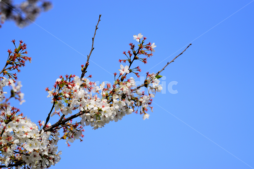 꽃,봄,벚꽃,푸른,하얀,식물,하늘,아름다움,흰,흰색,대비,조화,봄,계절,spring,season,식물,자연,plants,nature,꽃,flower,plant,blossom