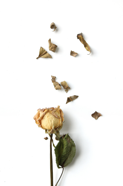 brown,decoration,driedflowers,dry,flower,green,leaf,natural,nature,plant,romantic,rose,topview,white,yellow,갈색,브라운,나뭇잎,잎,가루,말린,건조,드라이,드라이플라워,자연,식물,장미,노란장미,로즈,로맨틱,흰배경,탑앵글,탑뷰,플라워,꽃,꽃,flower