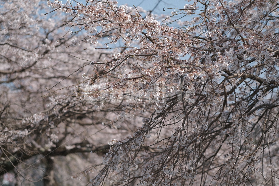 벚꽃,봄꽃,꽃,spring,pink,분홍,나무,plant,식물,봄,계절,spring,season,blossom,flower