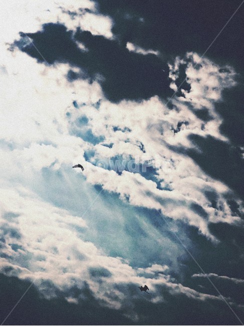 하늘,구름,새,그림자,뭉게구름,cloud,shadow,bird