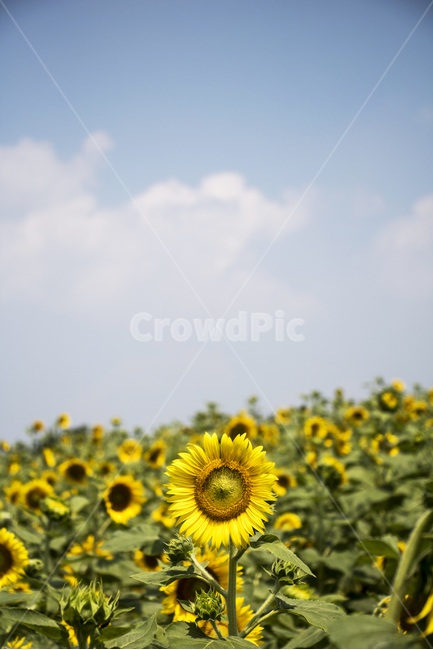 해바라기,식물,꽃,여름꽃,배경,풍경,자연,환경,꽃봉오리,잎,꽃잎,꽃밭,여름,야외,파란하늘,맑은하늘,자연,풍경,nature,landscape,식물,plants,꽃,flower,plant