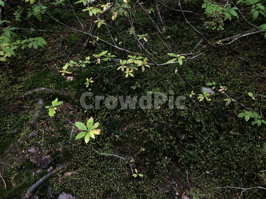 이끼,식물,plant,잎,leaf,자연,풍경,nature,landscape