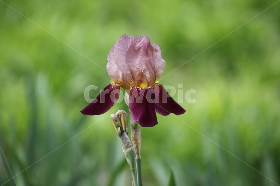 독일붓꽃,붓꽃,봄,원예식물,germaniris
