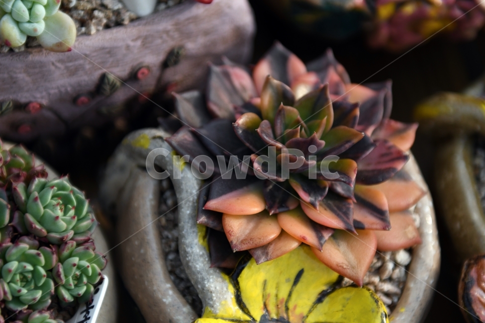 다육이,다육,다육식물,화분,식물,화초,배경,자연,plants,취미,그린,환경,키우기,아름다운,화려한,생명,생활,background,식물,자연,plants,nature