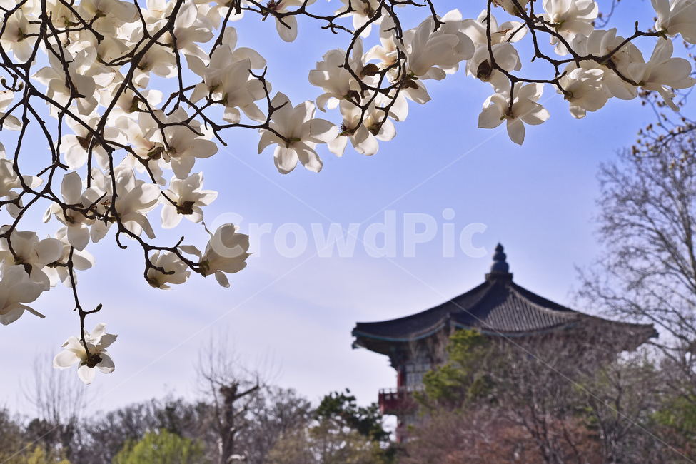 Spring background,magnolia flower,spring flowers,tile roof,Korean natural scenery,season,blossom,Korean,sperm,korean,flower,outdoor,outdoors,background,plant,white magnolia