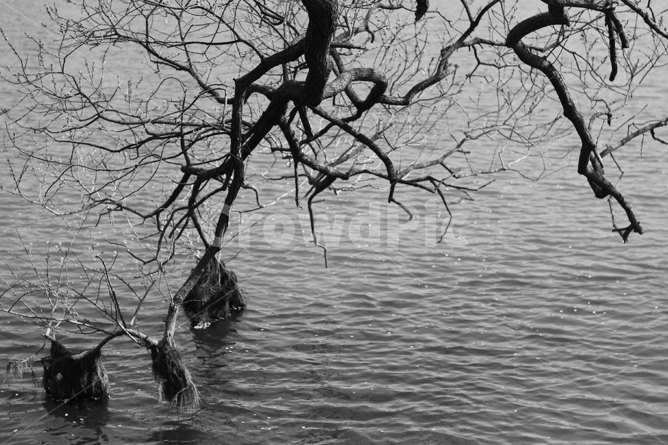물가,나무,마른가지,물나무,나무가지,식물,자연,plants,nature,나무,trees,wood,흑백,모노톤,monochrome,black and white