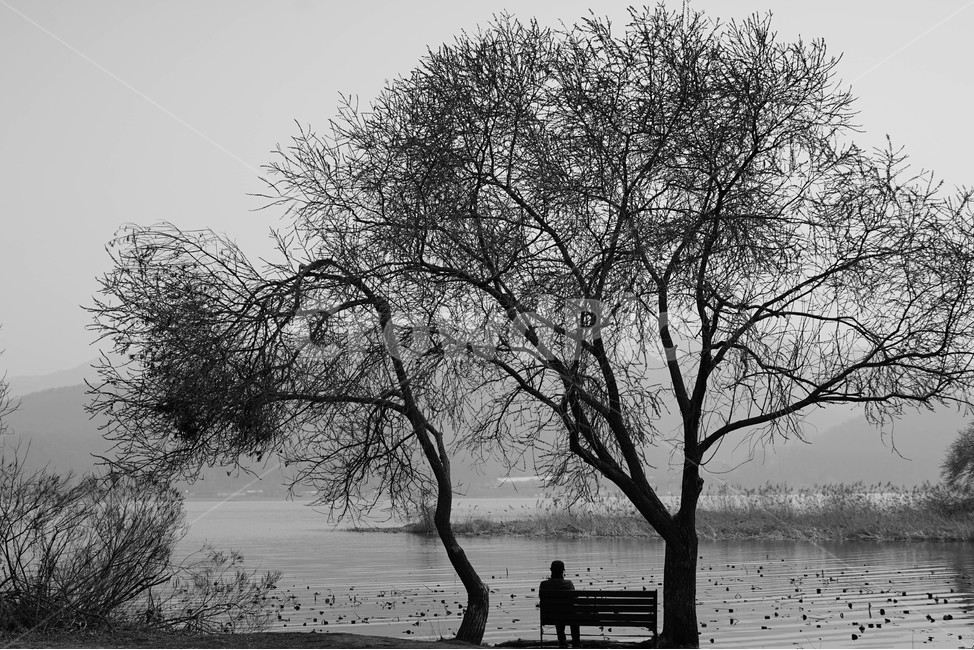 사람,나무,남자,고독,강,외로움,식물,자연,plants,nature,나무,trees,wood,사람,인물,인간,human,person,인물실루엣,사람실루엣,character silhouette,human silhouette,고독함,외로움,쓸쓸함,우울함,슬픔,lonely,solitary,흑백,모노톤,monochrome,black and white