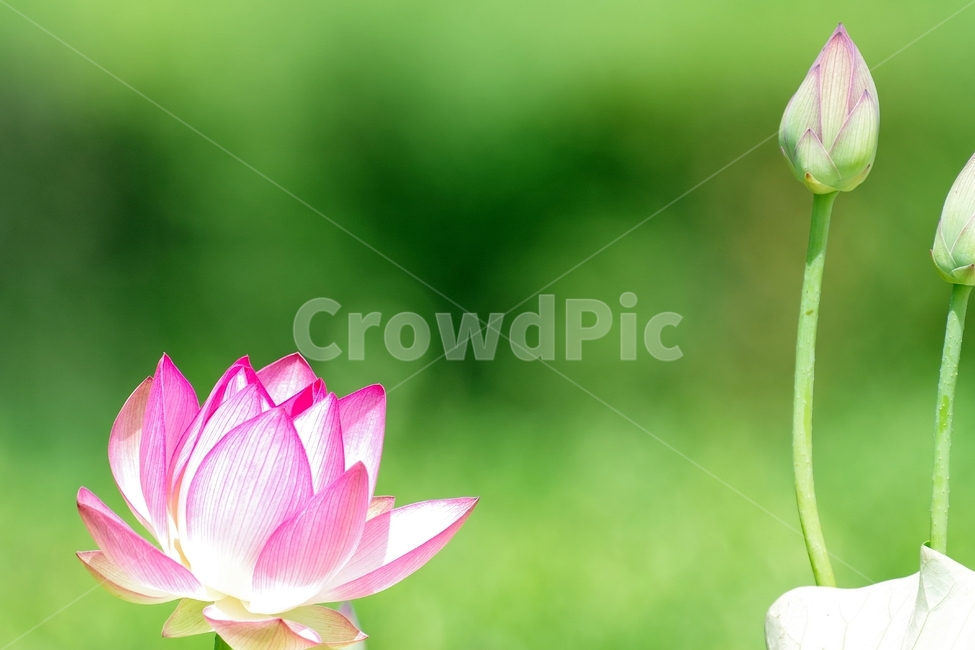연꽃,연잎,관곡지,꽃,여름,식물,자연,plants,nature,꽃,flower