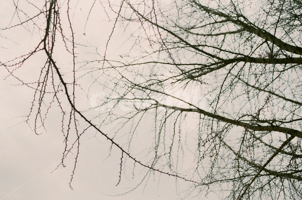 겨울나무,나뭇가지,나무,겨울,tree