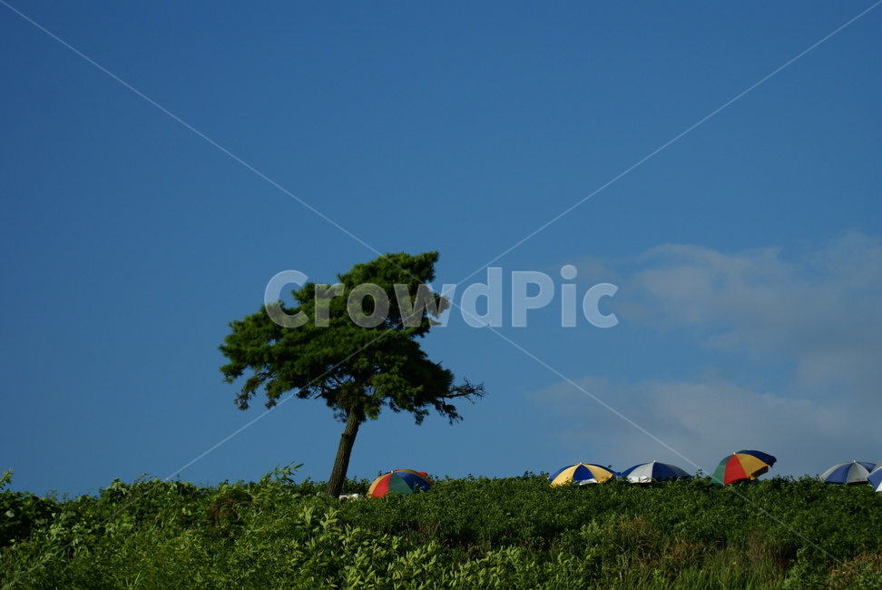 소나무,풍경,농촌,고추농사,고창군,자연,풍경,nature,landscape