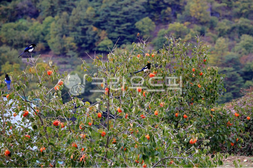 감나무,나무열매,까치,조류,감,세마리,열매,가을,감나무열매,나무,과일,fruit,food,가을배경,앉은,식물,tree,plant,자연,앉아있는,10월,잘익은,감나무과,식품,경치,야외,fall,outdoors,scenery,view,autumn,나뭇잎,녹색,green,leaf,잎,새,bird,animal,동물