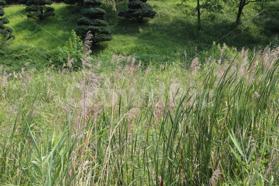 갈대,억새,식물,나무,자연,야외,공원,정원,풍경,자연,풍경,nature,landscape,plant,grass,잔디,lawn