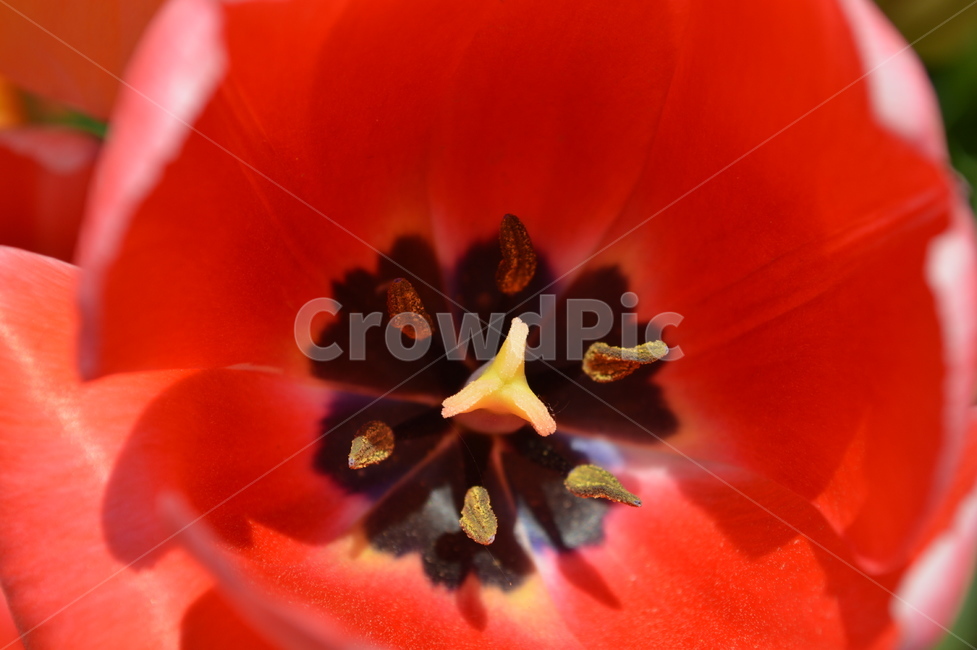 듈립,꽃,식물,pollen,plant
