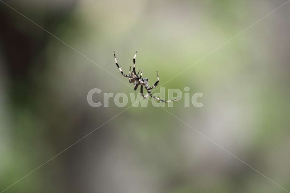 거미,동물,절지동물,곤충,spider,동물,animal,곤충,벌레,insect,bug