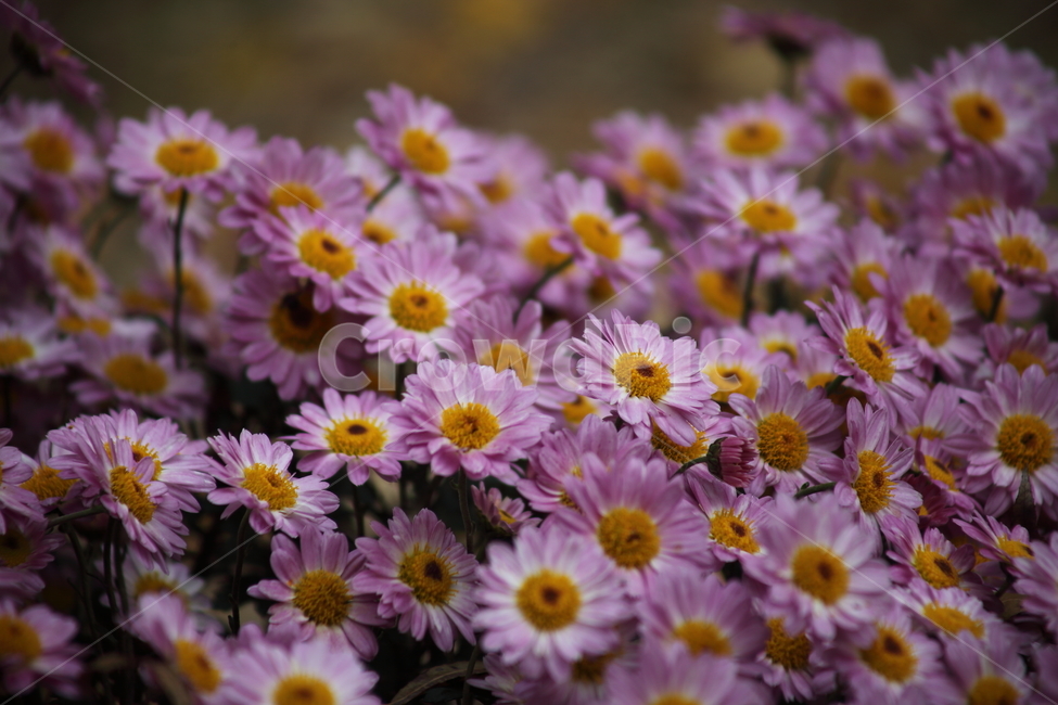국화,식물,꽃,가을꽃,chrysanthemum,식물,자연,plants,nature,꽃,flower